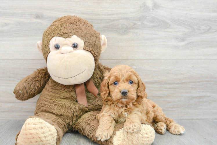 Funny Cockapoo Poodle Mix Pup