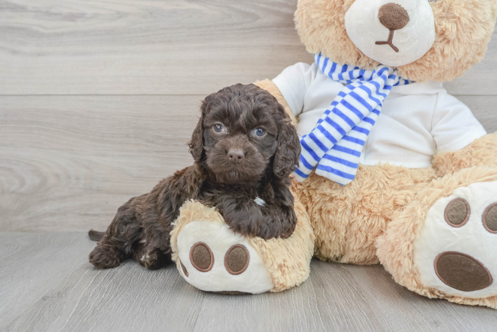 Cockapoo Pup Being Cute