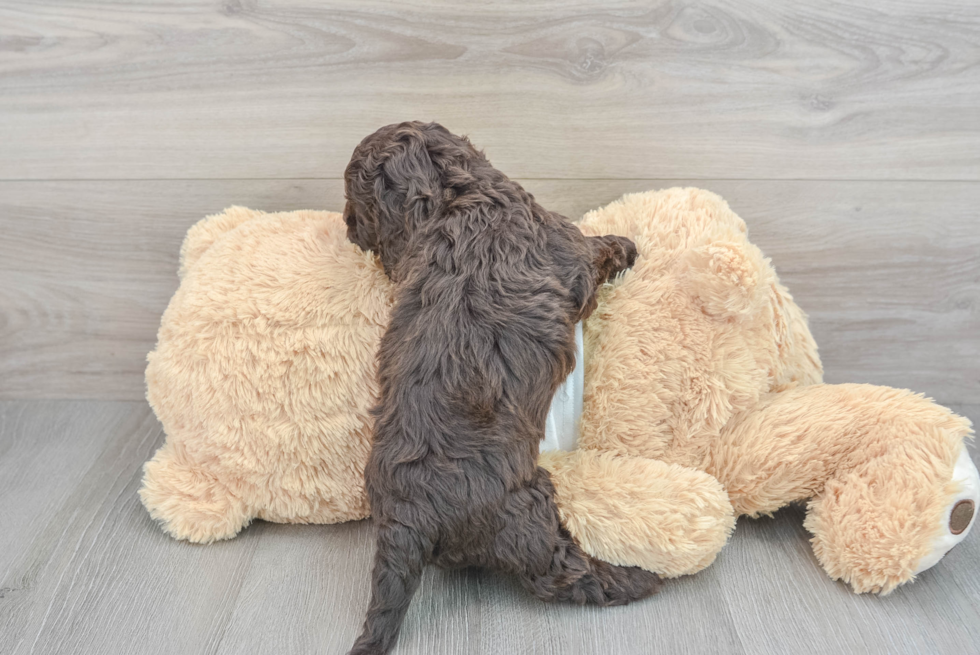Best Cockapoo Baby
