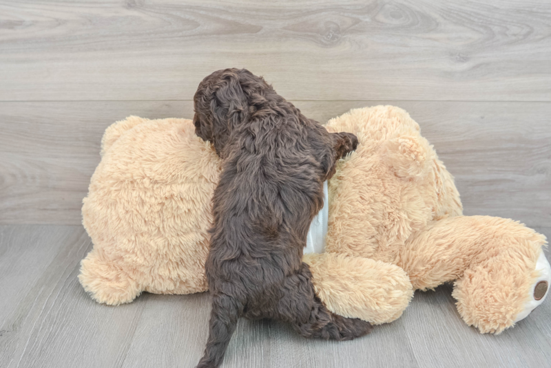 Meet Seneca - our Cockapoo Puppy Photo 2/3 - Premier Pups
