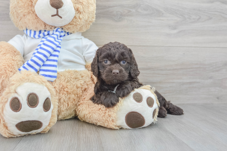 Cockapoo Pup Being Cute