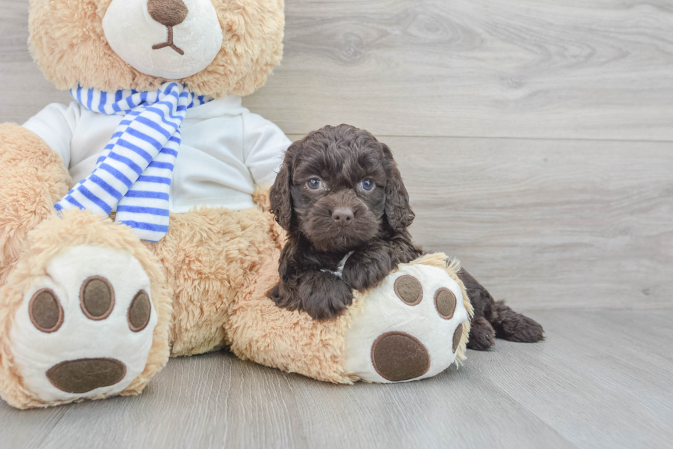 Cockapoo Pup Being Cute