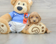 7 week old Cockapoo Puppy For Sale - Premier Pups