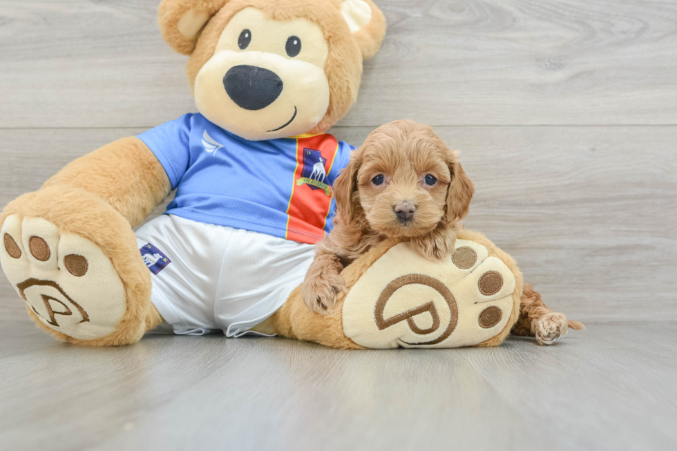 Happy Cockapoo Baby