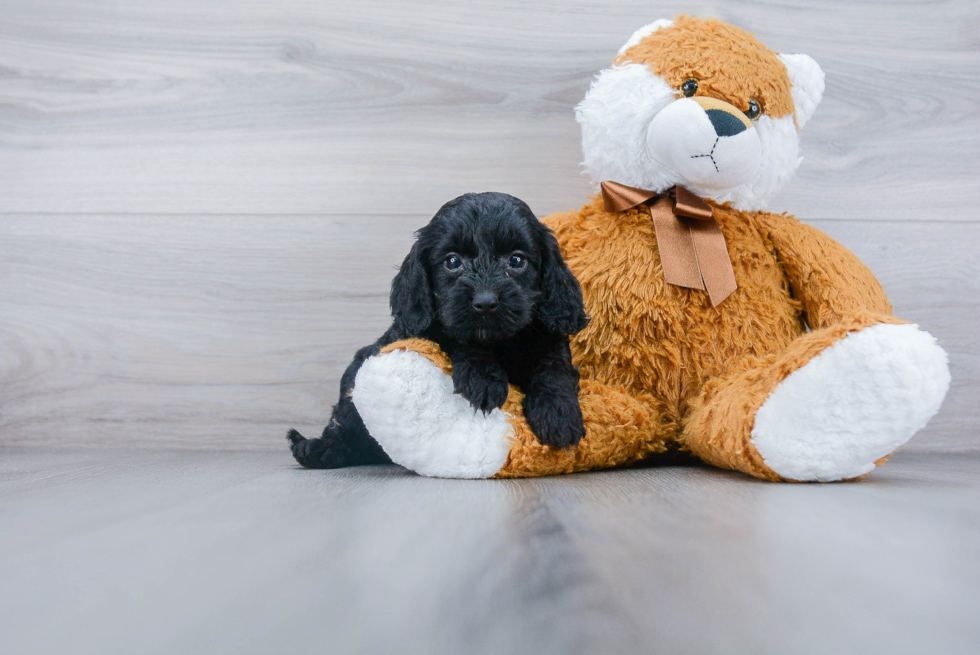 Cockapoo Pup Being Cute