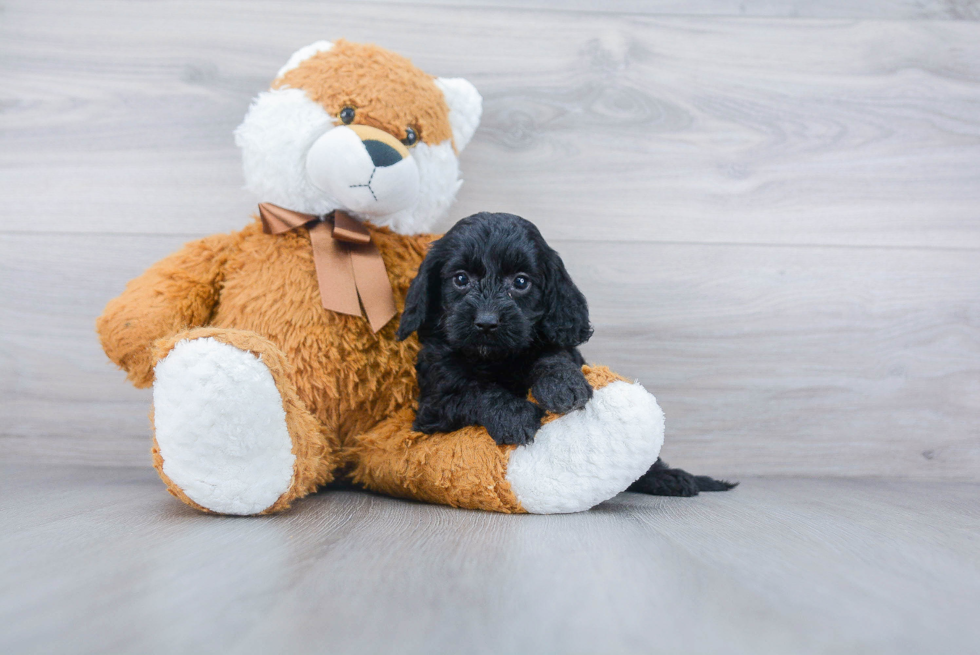 Small Cockapoo Baby