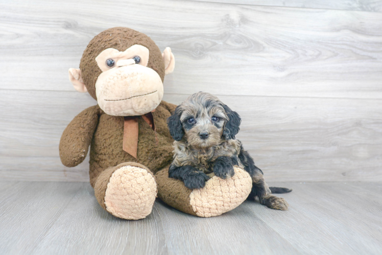 Cockapoo Pup Being Cute