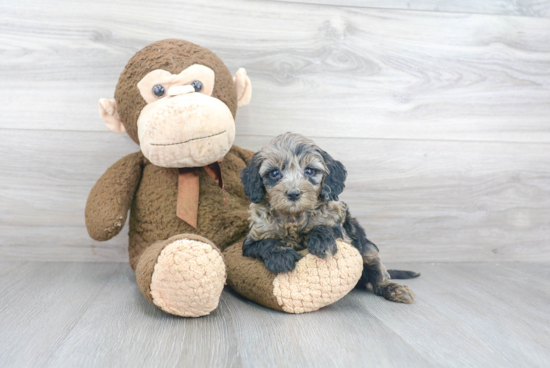 Cockapoo Pup Being Cute