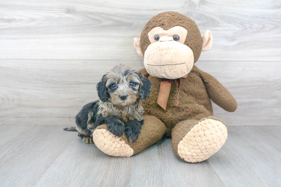 Popular Cockapoo Poodle Mix Pup