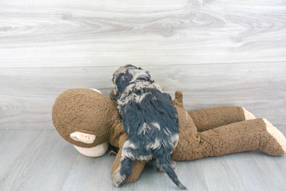 Cockapoo Pup Being Cute