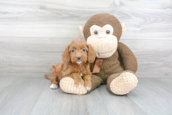 Smart Cockapoo Poodle Mix Pup