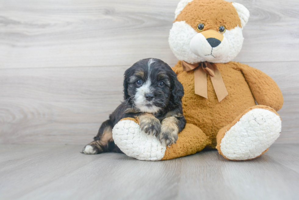 Cockapoo Puppy for Adoption