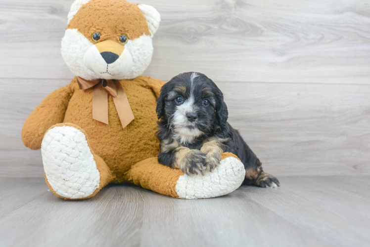 Best Cockapoo Baby