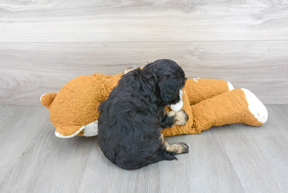 Energetic Cockerpoo Poodle Mix Puppy