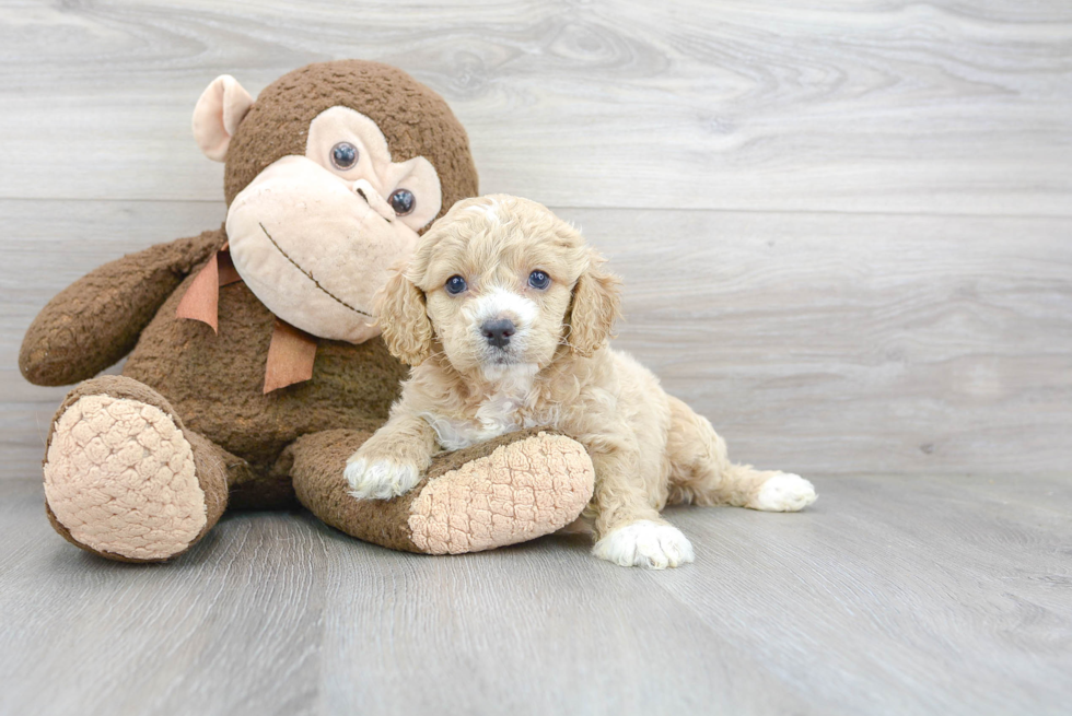 Cockapoo Puppy for Adoption