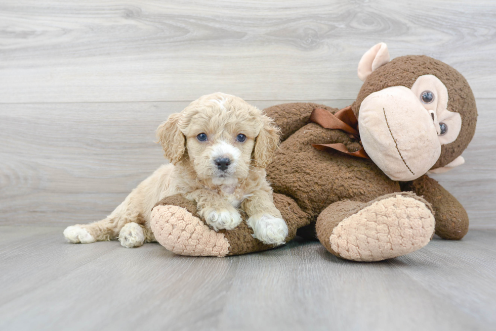 Best Cockapoo Baby