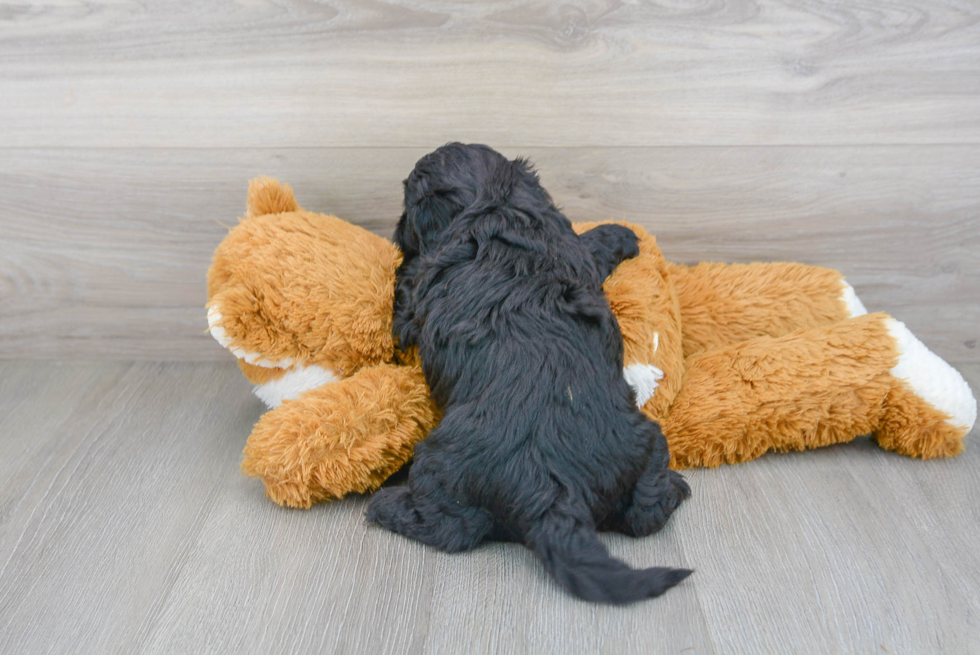 Cute Cockapoo Baby