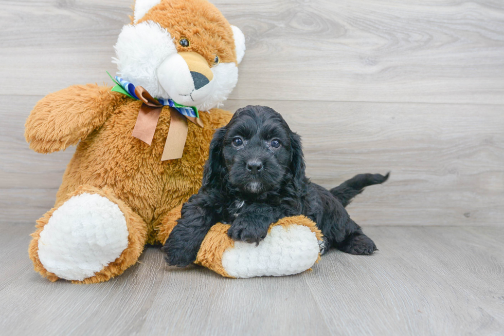 Fluffy Cockapoo Poodle Mix Pup