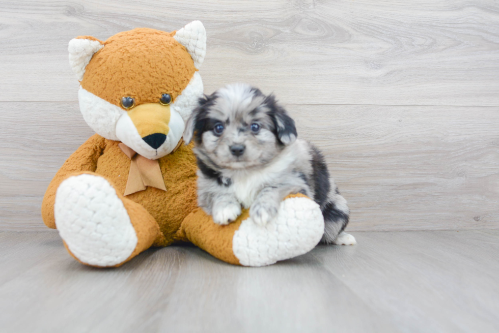 Cockapoo Pup Being Cute