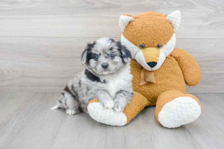 Small Cockapoo Baby