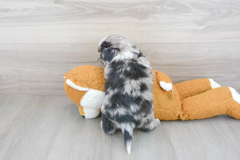 Cockapoo Puppy for Adoption