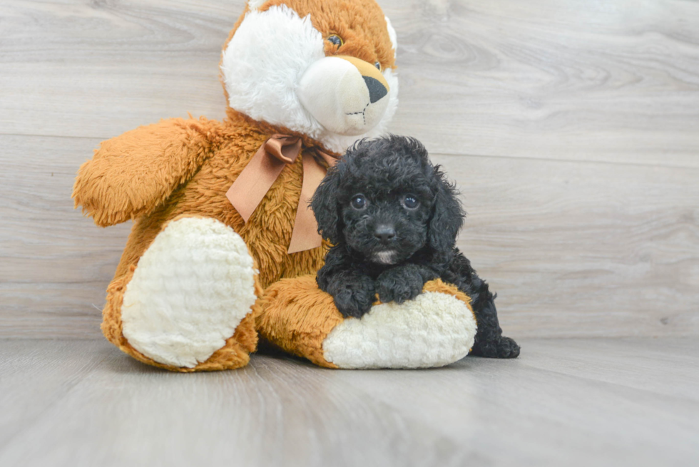 Cockapoo Pup Being Cute