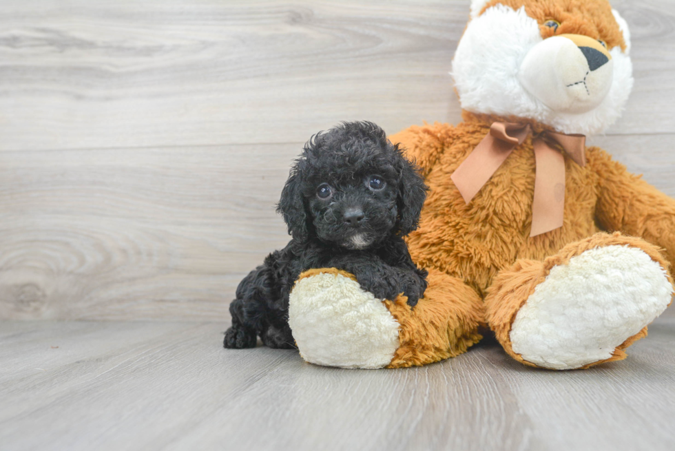 Sweet Cockapoo Baby