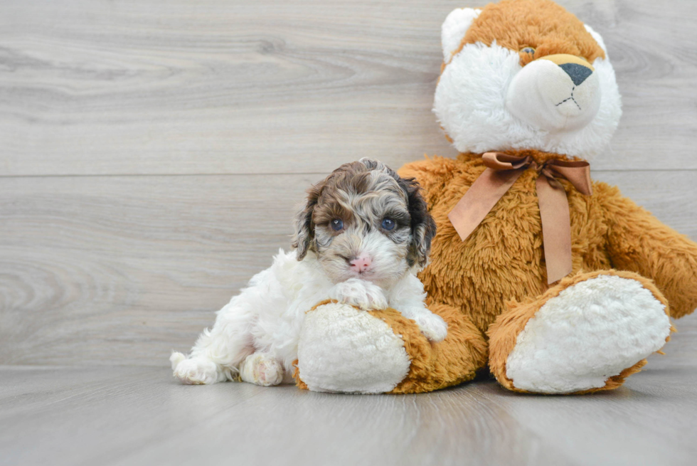 Small Cockapoo Baby