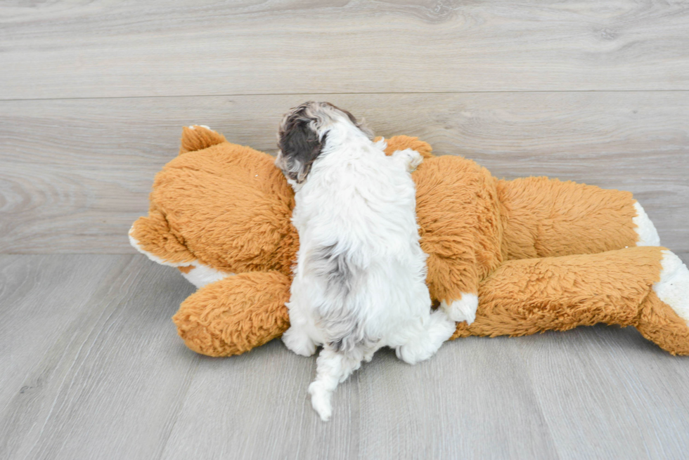 Cute Cockapoo Baby