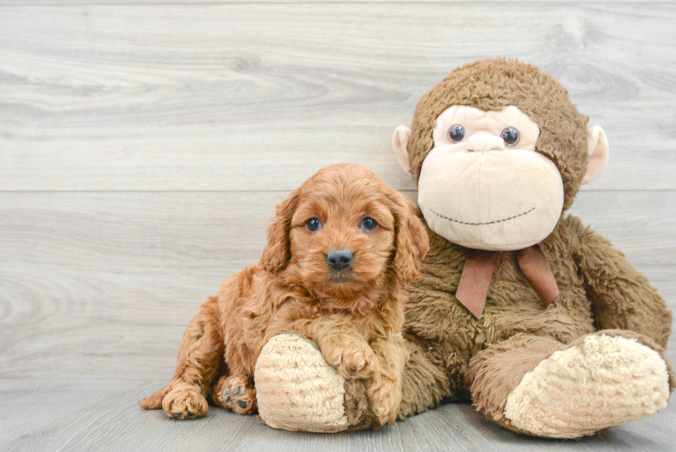Cockapoo Puppy for Adoption