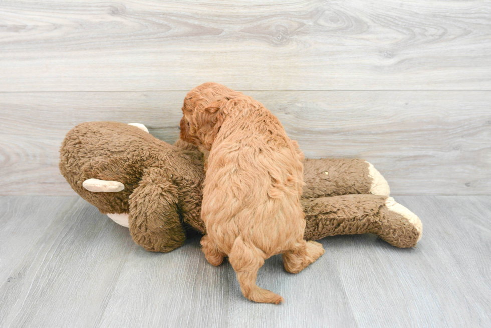 Happy Cockapoo Baby