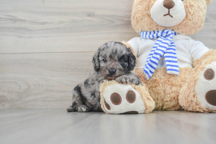 Adorable Cockerpoo Poodle Mix Puppy