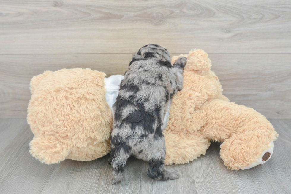 Smart Cockapoo Poodle Mix Pup