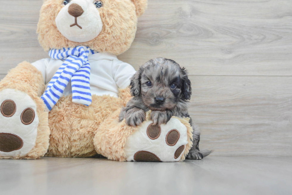 Fluffy Cockapoo Poodle Mix Pup