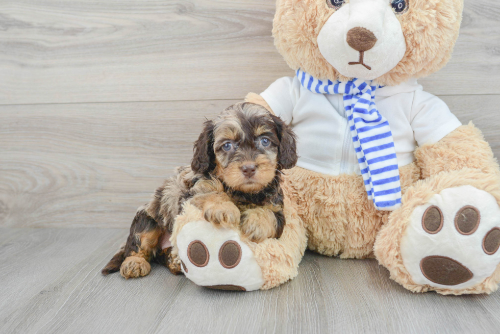 Small Cockapoo Baby