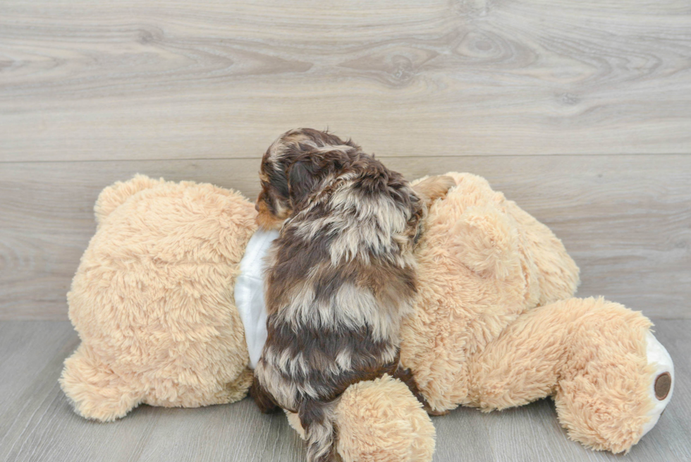 Cockapoo Pup Being Cute