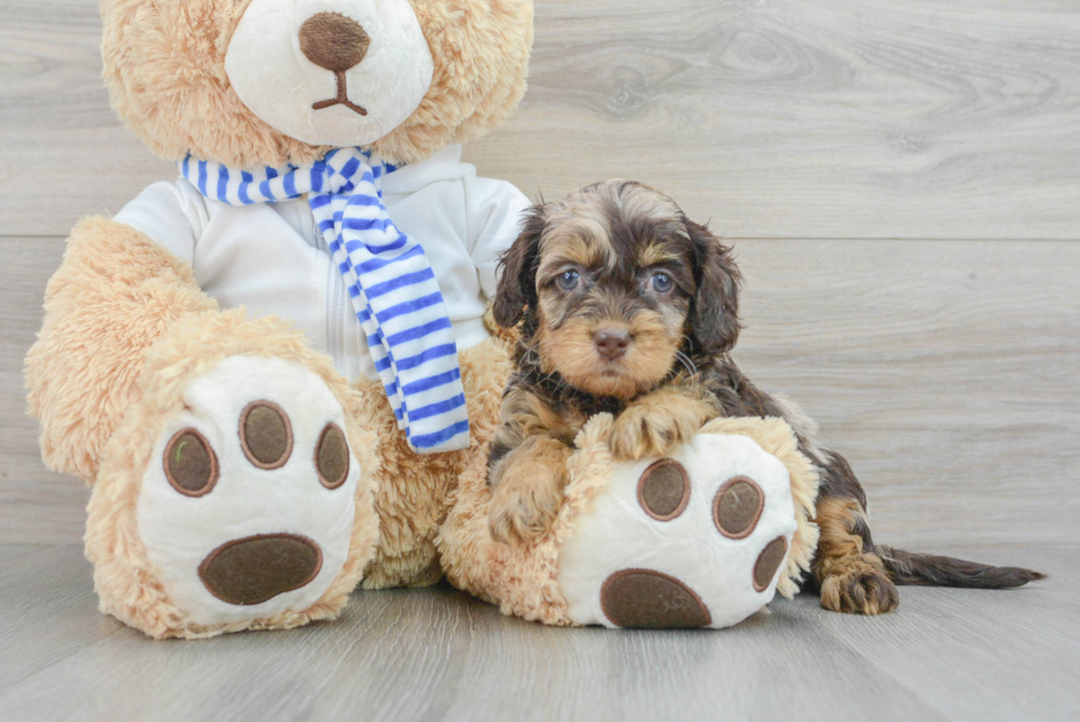 Smart Cockapoo Poodle Mix Pup