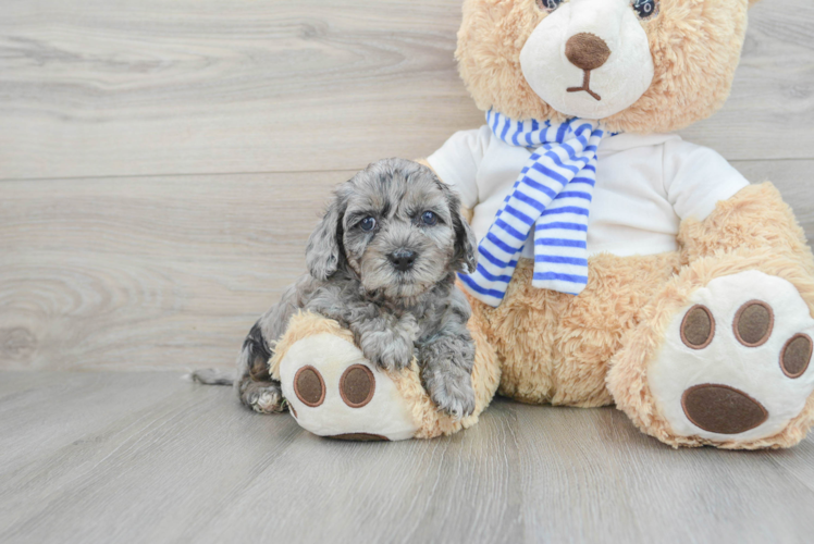 Fluffy Cockapoo Poodle Mix Pup