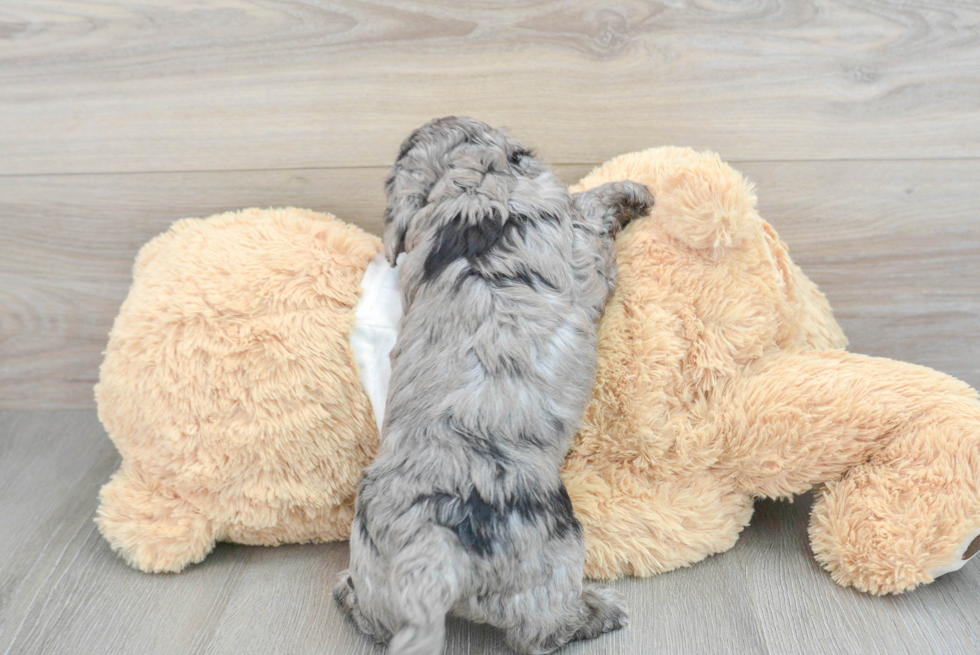 Adorable Cockerpoo Poodle Mix Puppy