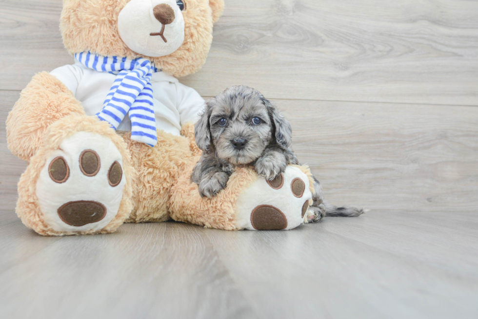 Cockapoo Pup Being Cute