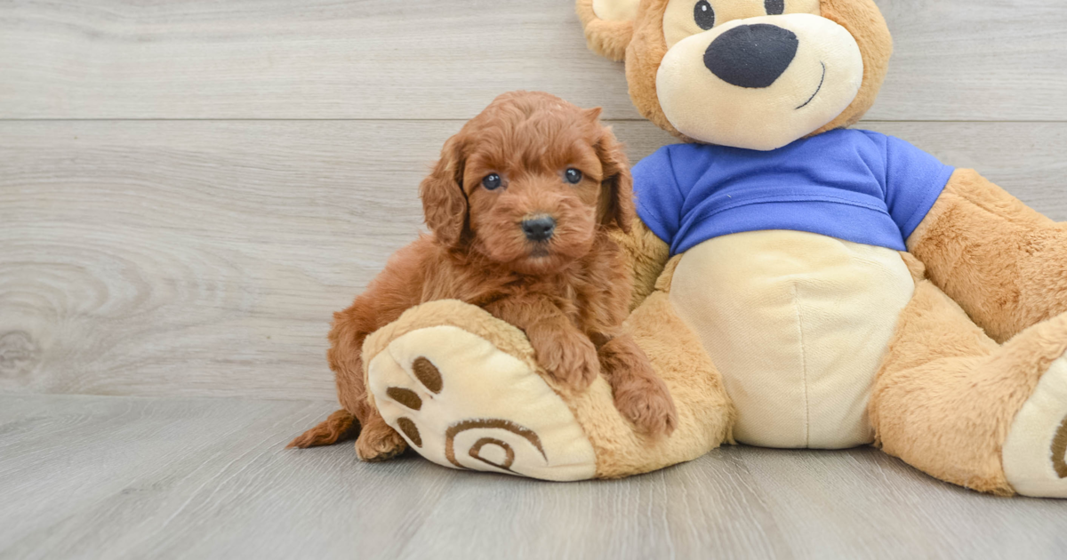 Small Cockapoo Sephora: 6lb 8oz Doodle Puppy