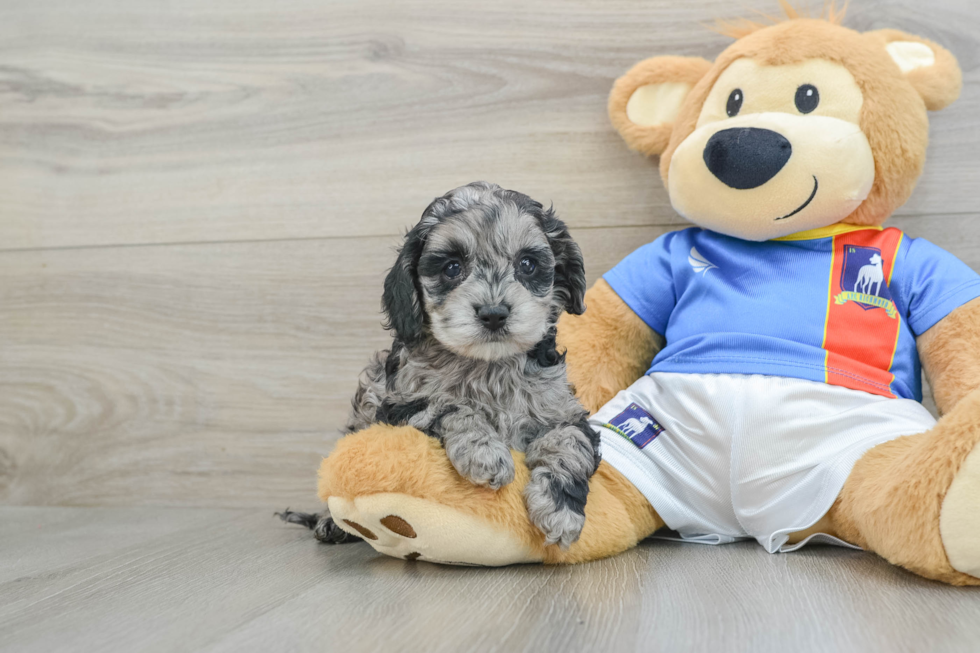 Happy Cockapoo Baby