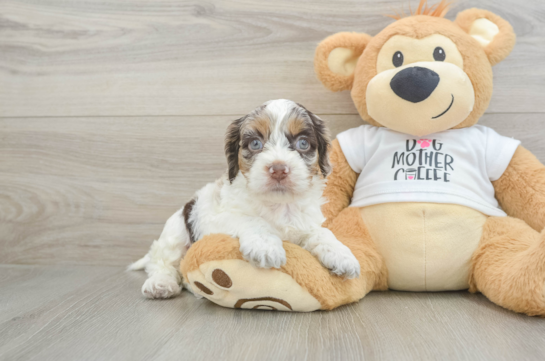 Cockapoo Pup Being Cute
