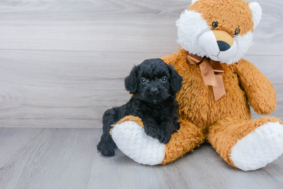 Cockapoo Pup Being Cute