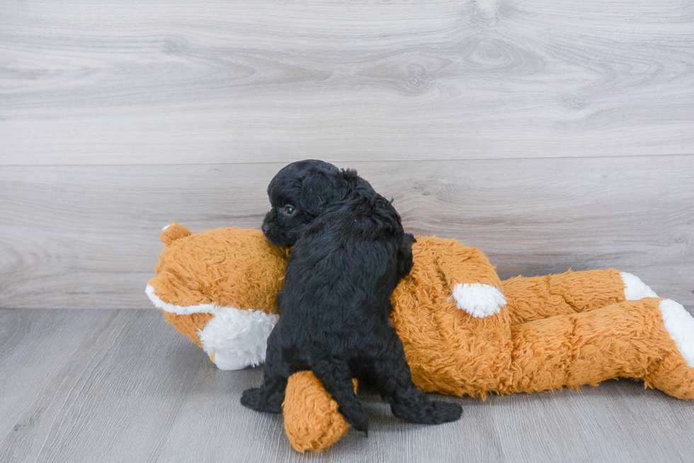 Small Cockapoo Baby