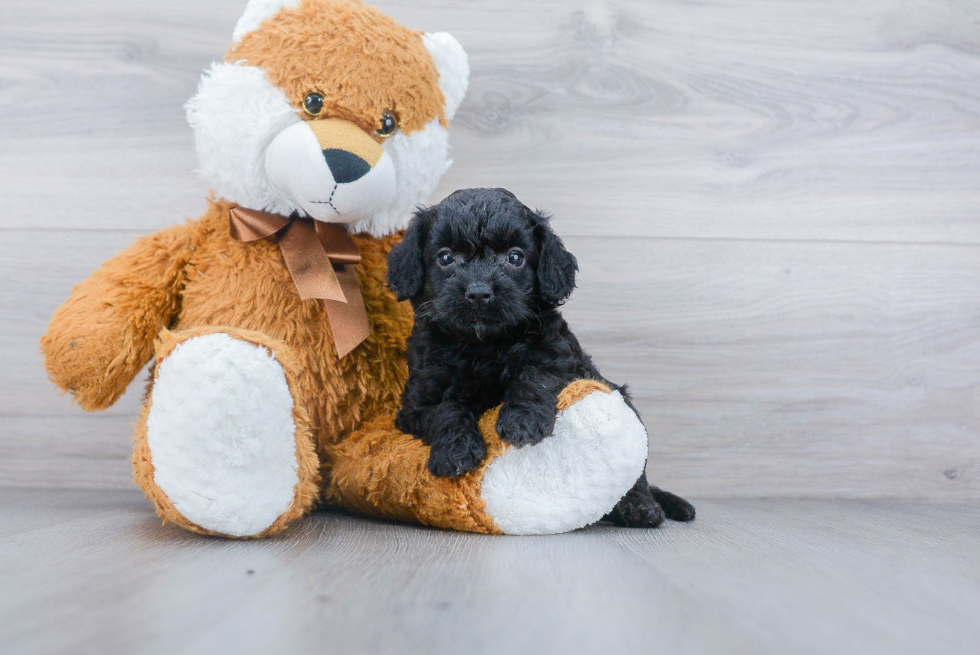 Cockapoo Pup Being Cute