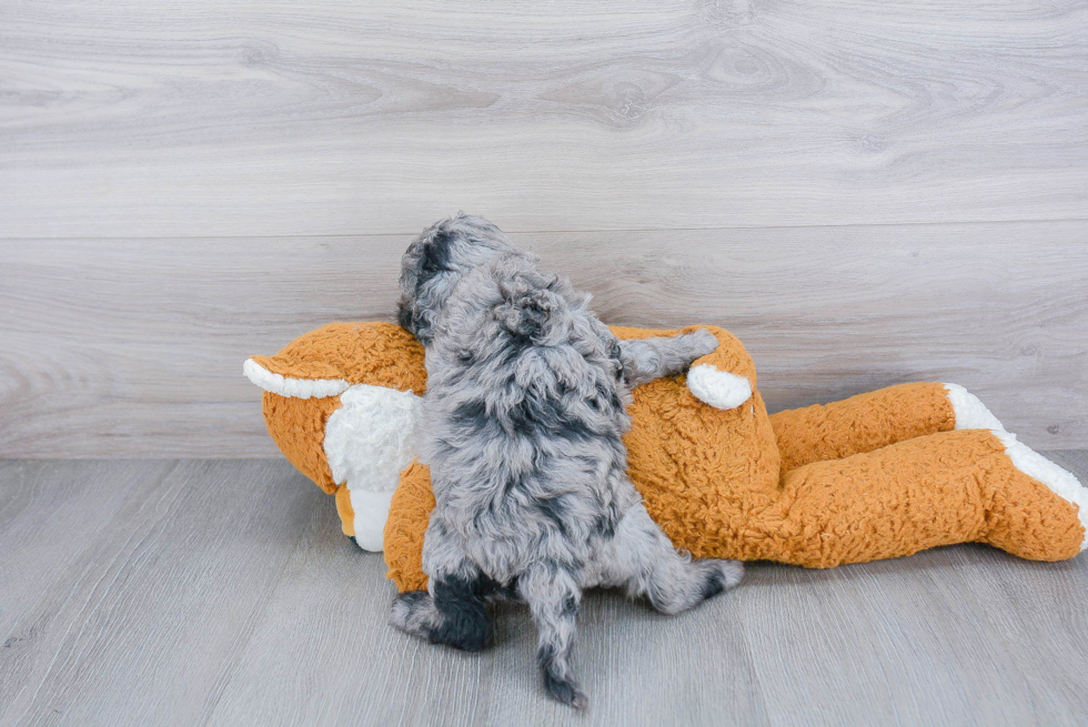 Fluffy Cockapoo Poodle Mix Pup