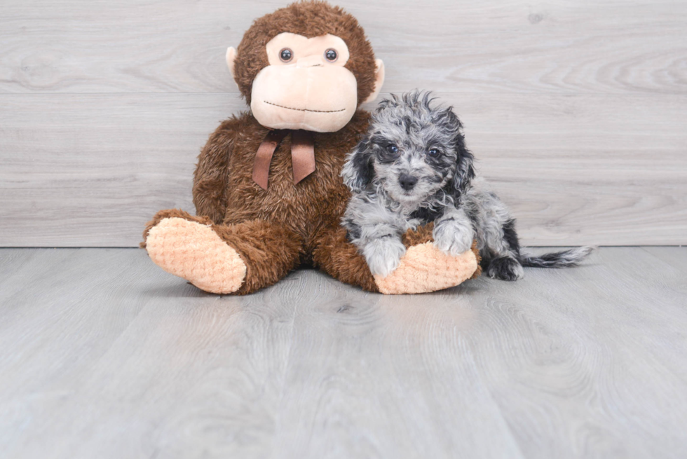 Cockapoo Pup Being Cute