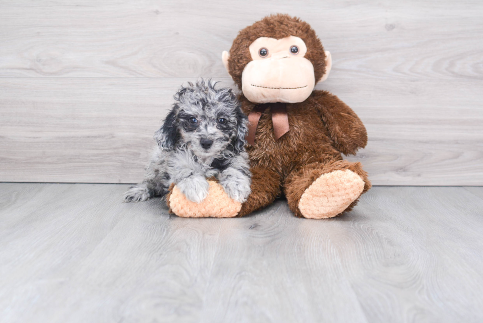 Cockapoo Pup Being Cute