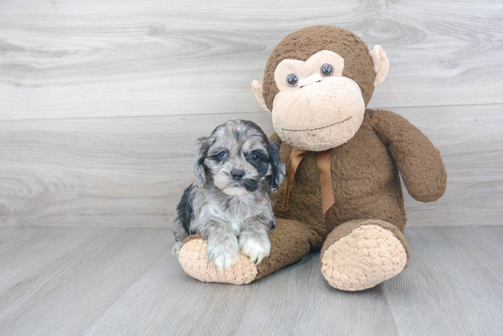 Cockapoo Pup Being Cute